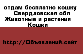 отдам бесплатно кошку. - Свердловская обл. Животные и растения » Кошки   
